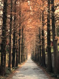 Footpath amidst trees in forest during autumn