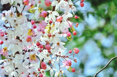 Close-up of cherry blossom tree