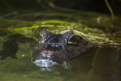 View of turtle swimming in lake