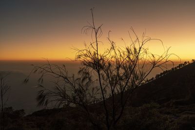 Silhouette plants by sea against sky during sunset