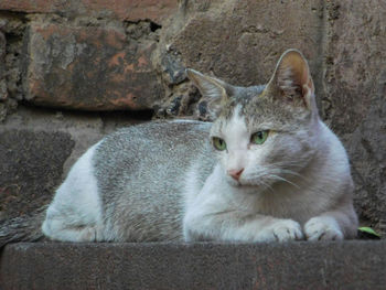 Portrait of cat