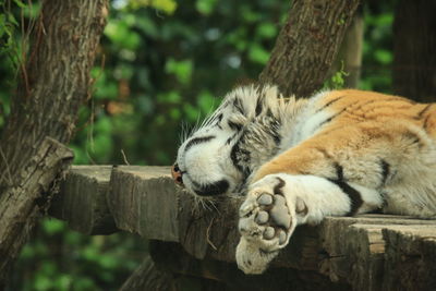 Cat sleeping in a tree