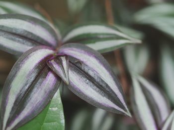 Close-up of leaves