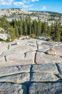 Plants growing on land against sky