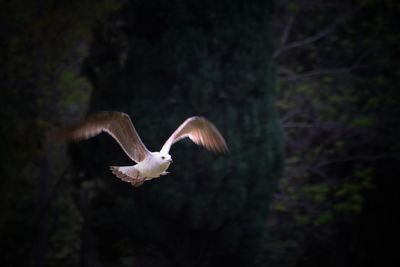 Bird flying over a forest