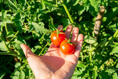 Close-up of hand holding tomato