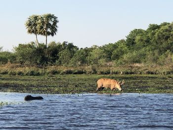 View of elephant in lake against sky