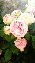 Close-up of pink rose