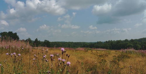 Scenic view of field against sky