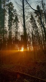 Trees on landscape against sunset sky