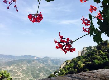 Close-up of red hanging from tree against sky