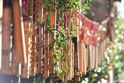 Close-up of wood hanging in row outdoors