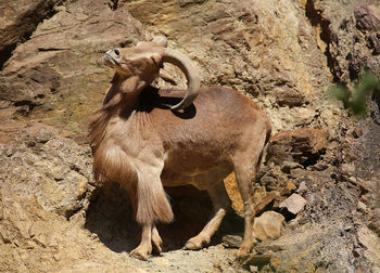 Animal standing on rock