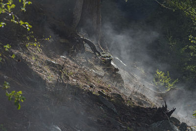 High angle view of trees growing on rocks