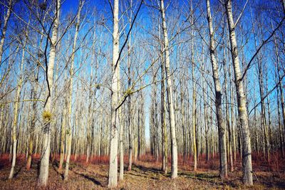 Bare trees in forest against sky