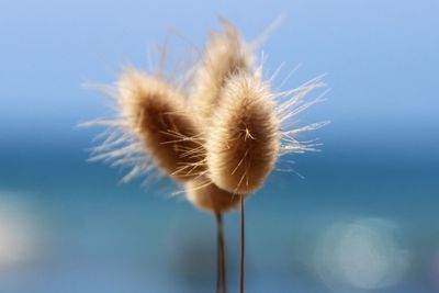 Close-up of dandelion against sky