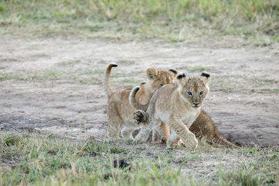 Full length of lion cub playing in forest