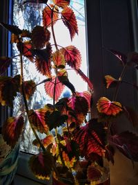 Low angle view of flowers on tree