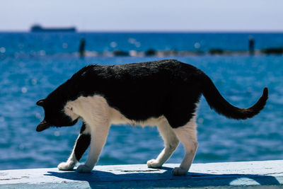 Side view of an animal against sea