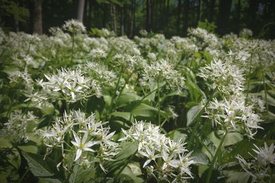 Close-up of white flowering plants