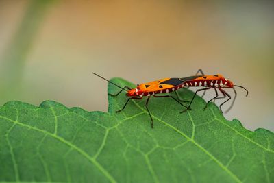 Close-up of insect on leaf