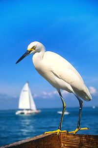 Bird perching on blue sea against sky
