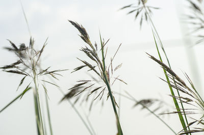 Close-up of stalks against sky during winter