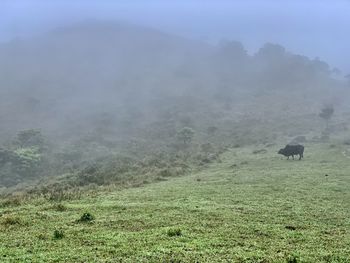 View of sheep on grassy field