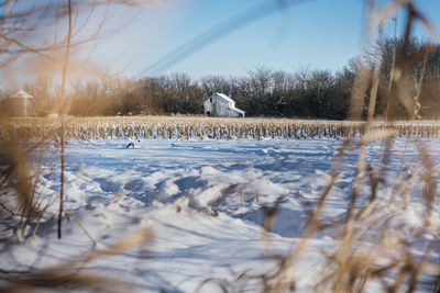 View of birds on snow covered land