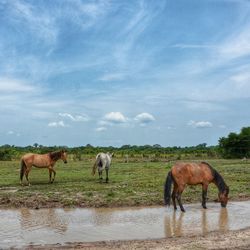 Horses standing on field against sky