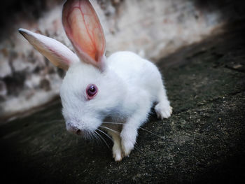 High angle view of white rabbit on ground