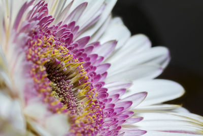 Close-up of pink flower