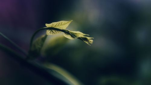 Close-up of leaves