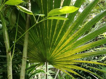 Close-up of fresh green leaves on field