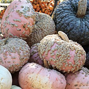 Full frame shot of pumpkins at avila valley barn