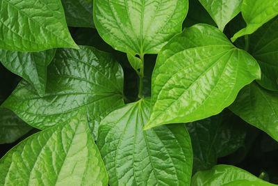 Full frame shot of fresh green leaves