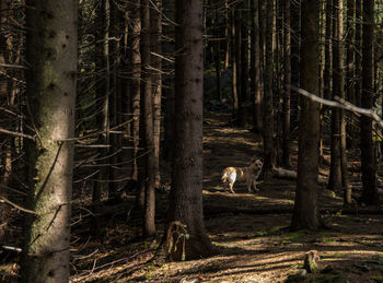 Trees in forest