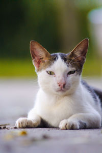 Portrait of cat sitting outdoors