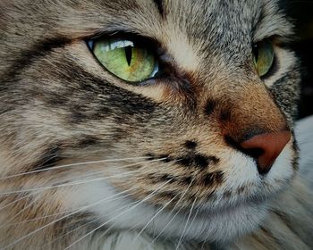 Close-up portrait of cat
