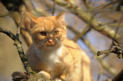 Portrait of kitten on tree
