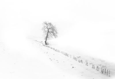 Bare tree on snow covered landscape against clear sky