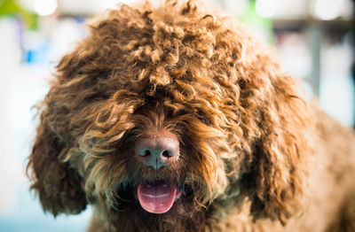 Close-up portrait of a dog