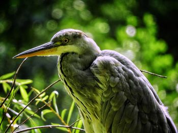 Heron with a green background