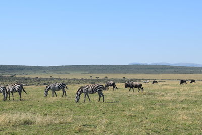 Zebras and wildebeests grazing together in maasai mara game reserve, kenya