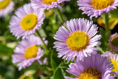 Seaside fleabane flowers in bloom