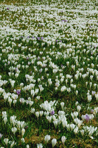 Close-up of white flowering plants on field