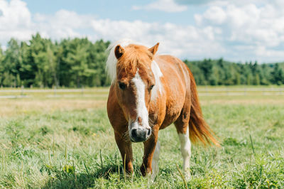 Horse on field