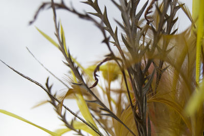 Close-up of flowers blooming outdoors