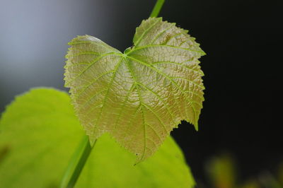 Close-up of leaves