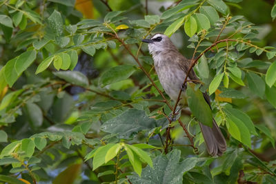 Close-up of bird perching on branch